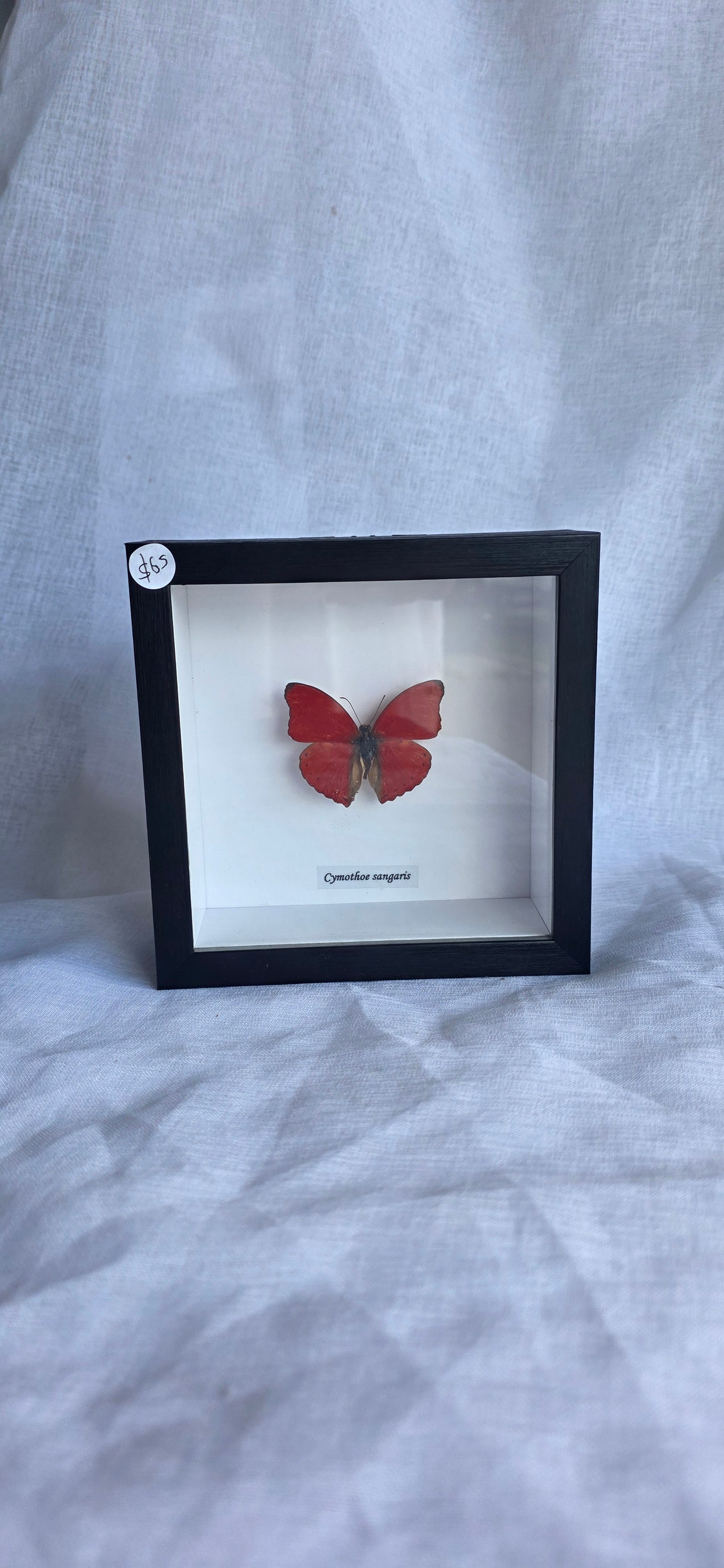 Butterfly Taxidermy (Cymothoe Sangaris)