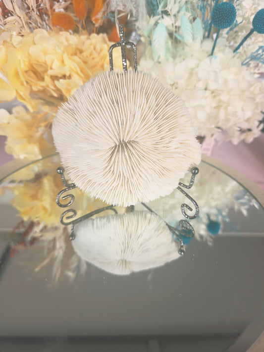 Coral and stand