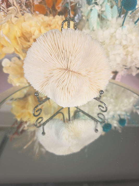 Coral and stand
