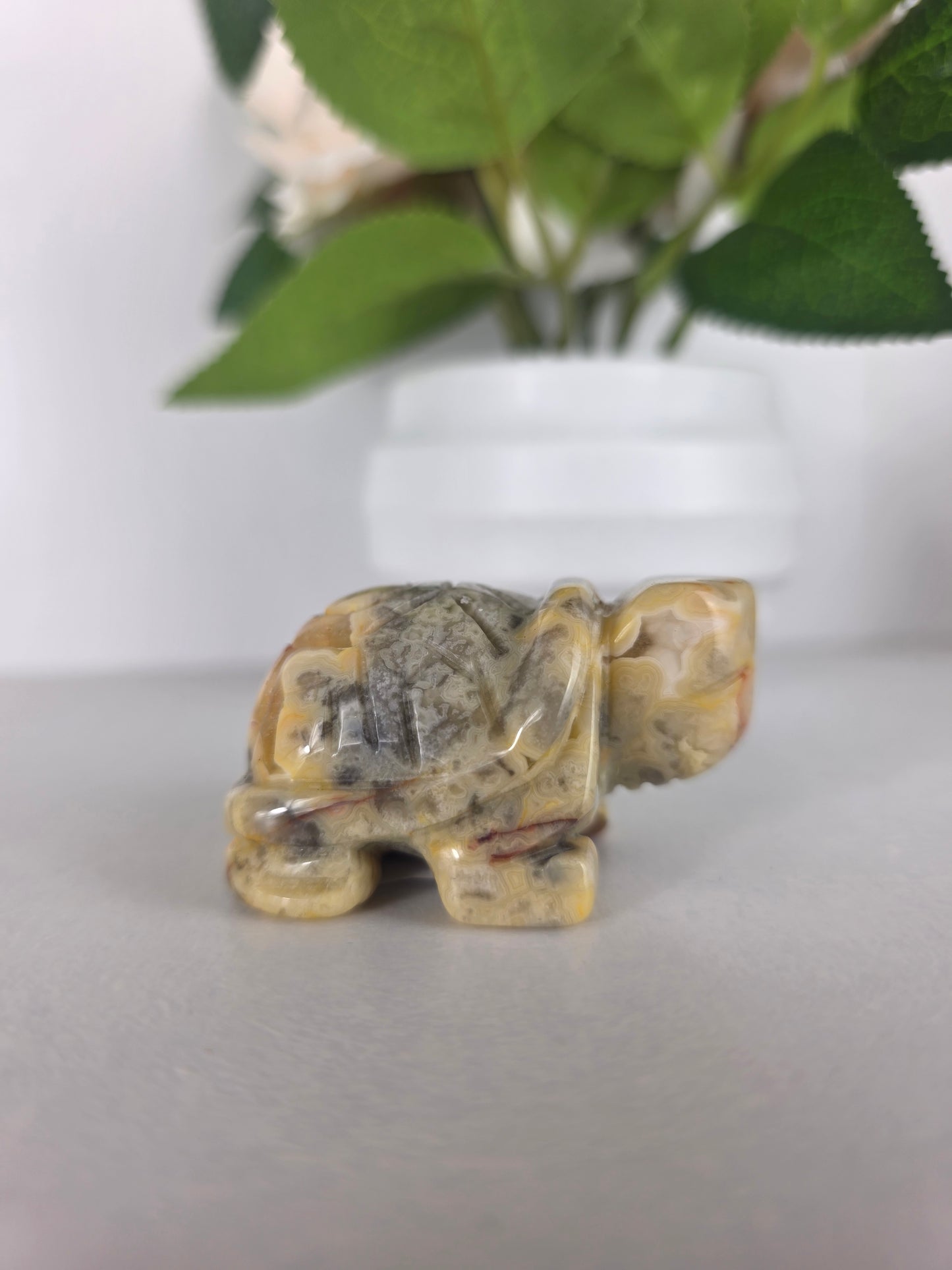 Crazy lace turtle carving