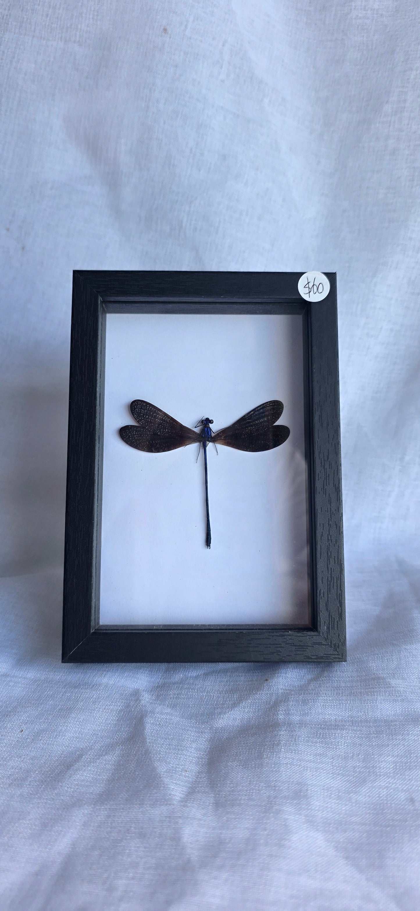 Dragonfly taxidermy (Vestalis Luctuosa)