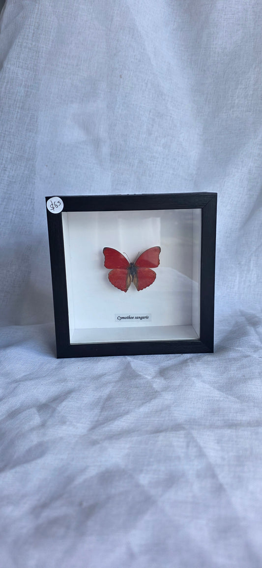 Butterfly Taxidermy (Cymothoe Sangaris)
