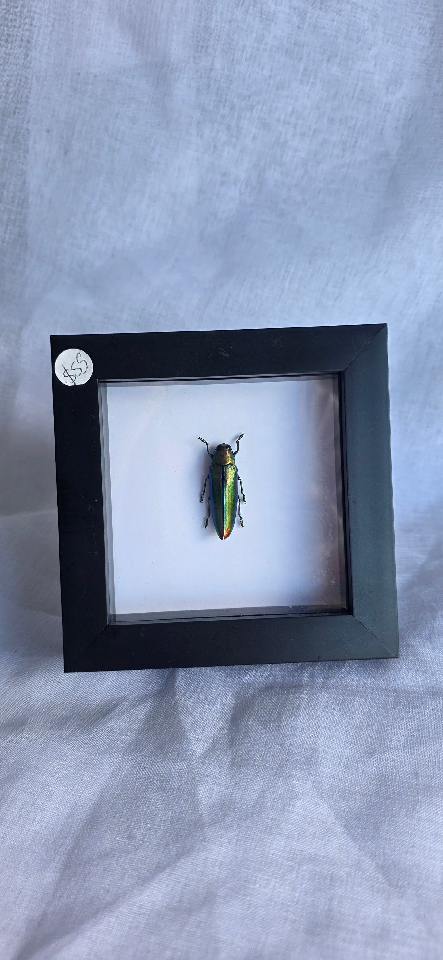 Bug taxidermy (Chrysochroa Aurora)
