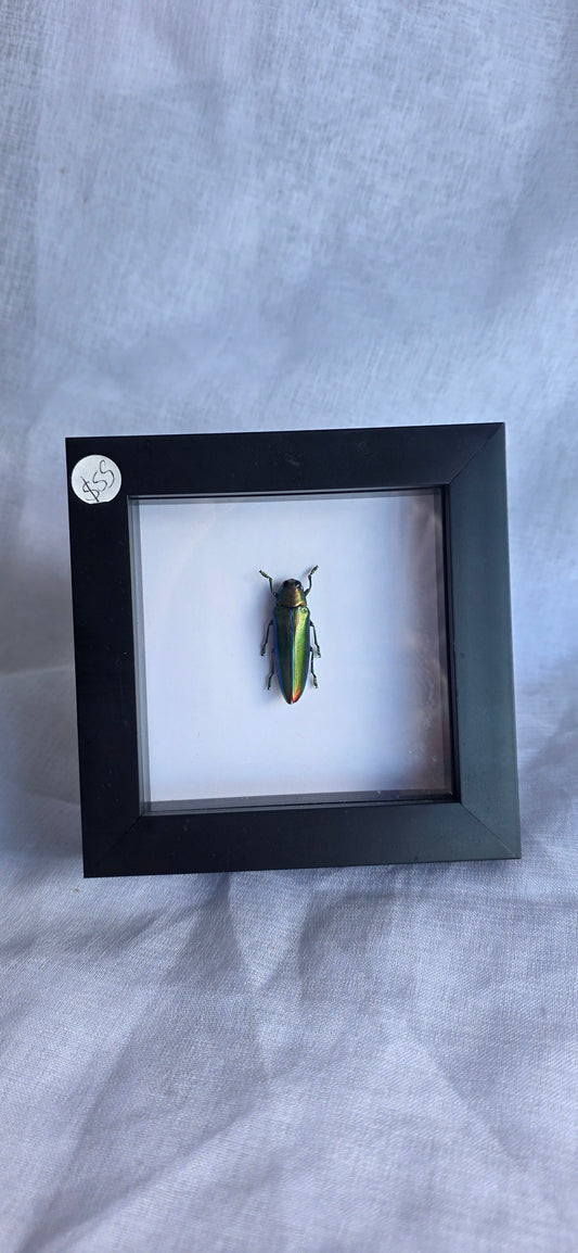 Bug taxidermy (Chrysochroa Aurora)