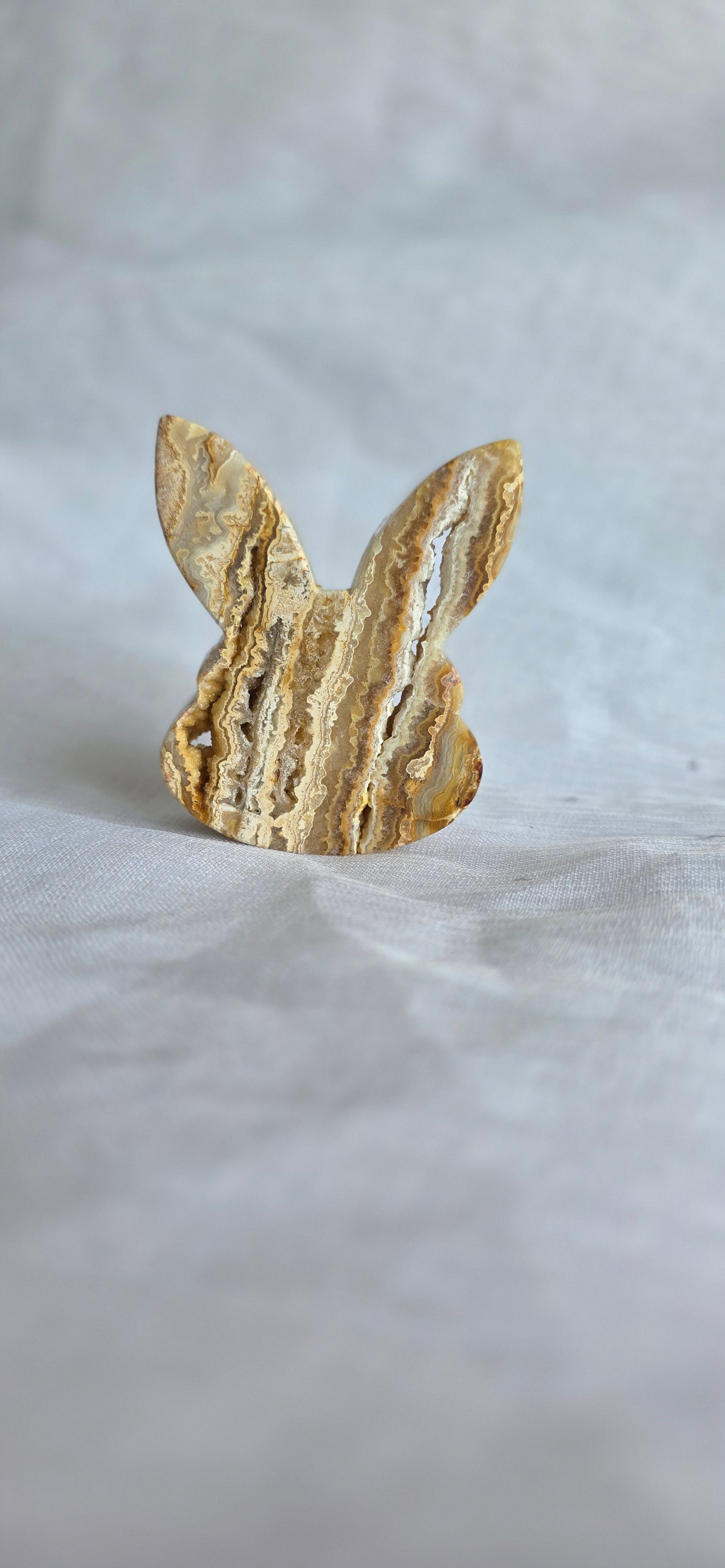 Indonesian yellow lace bunny